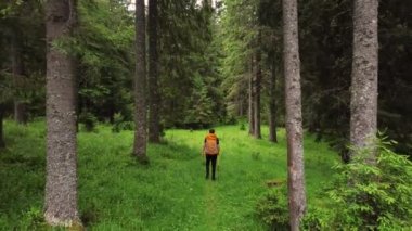  back view of a tourist young man with a backpack travels through the forest . young man equipped with tourist equipment hiking, lifestyle. active life mode, active rest. High quality 4k footage