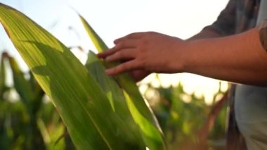 Close up of male hands touching maize in an agricultural field, Soil, cultivated dirt, earth, Organic gardening, agriculture. Nature close up. Environmental texture, pattern. Mud on field. High