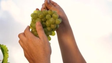Close Up Ripe juicy bunch of red grapes in farmer hand. Sunset rays and lens flare. Harvesting season. Growing Organic Grapes. Vineyard, Winery and Wine Business. High quality 4k footage
