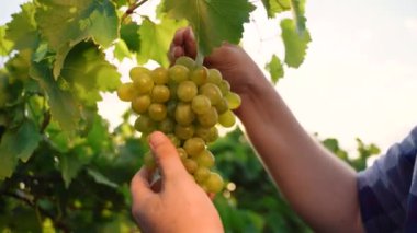 Ripe juicy bunch of red grapes in farmer hand. Sunset rays and lens flare. Harvesting season. Growing Organic Grapes. Vineyard, Winery and Wine Business. High quality 4k footage