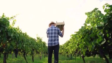 Kendine güvenen bir çiftçi omuzunda bir kutu üzüm taşır ve üzüm bağında yürür, arka plan videosu ve fotokopi alanı. Yüksek kalite 4k görüntü