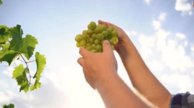 Ripe juicy bunch of red grapes in farmer hand. Sunset rays and lens flare. Harvesting season. Growing Organic Grapes. Vineyard, Winery and Wine Business. High quality 4k footage