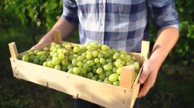 close up of a Adult Man Harvesting Grapes in the Vineyard. Farm winery. Wine Industry and Agritourism. High quality 4k footage