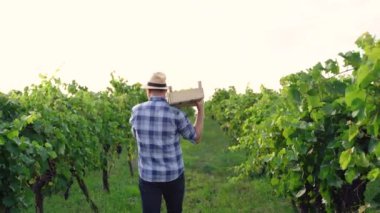 Kendine güvenen bir çiftçi omuzunda bir kutu üzüm taşır ve üzüm bağında yürür, arka plan videosu ve fotokopi alanı. Yüksek kalite 4k görüntü