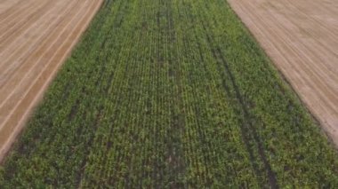 Aerial View Of Cultivated Agricultural Fields In Summer. Flying High Over Field Of Ripe Barley And Green Corn. High quality 4k footage
