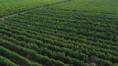 Aerial Drone Shot of Sunny Wineyard at Sunrise. High quality 4k footage