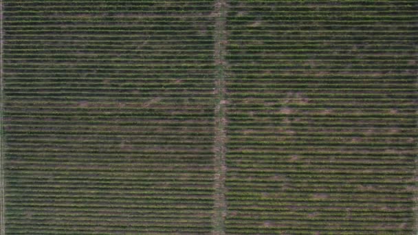 Aerial Drone Shot Sunny Wineyard Sunrise High Quality Footage — ストック動画