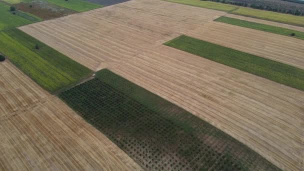 Вид Воздуха Посевные Сельскохозяйственные Поля Летом Летает Высоко Над Полем — стоковое видео