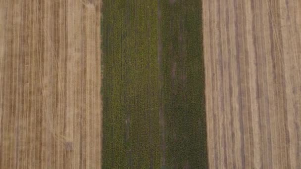 Aerial View Cultivated Agricultural Fields Summer Flying High Field Ripe — Stock video