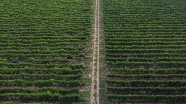 Aerial Drone Shot Sunny Wineyard Sunrise High Quality Footage — Stockvideo