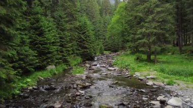 AERIAL: Water flows through the stones. The sun shines through the trees. Willows along the creek. High quality 4k footage