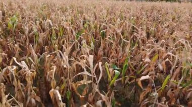 Olgun mısır tarlasının havadan görünüşü. Yüksek kalite 4k görüntü