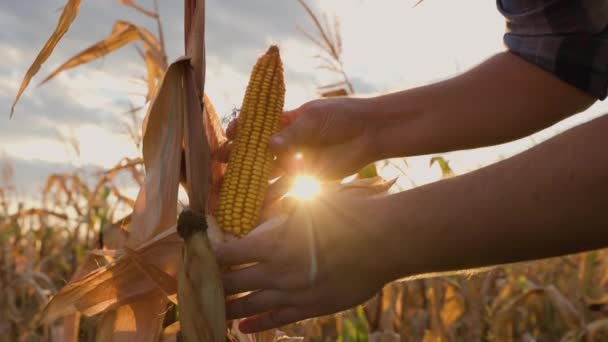 Kukuřice Rukou Farmáře Zemědělská Sklizeň Kukuřice Vysoce Kvalitní Záběry — Stock video