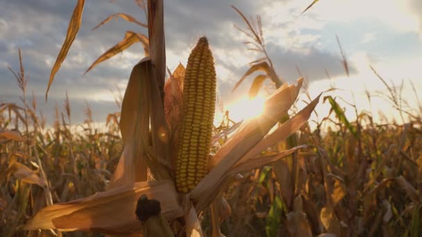 Ripe Corn Cob Stalk 수확할 준비가 옥수수밭을 클로즈업한다 고품질 — 비디오