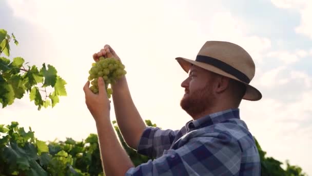 葡萄酒厂 意大利农民在收获季节采摘白葡萄酒葡萄 成熟的葡萄园葡萄 意大利托斯卡纳葡萄园中的葡萄 高质量的4K镜头 — 图库视频影像