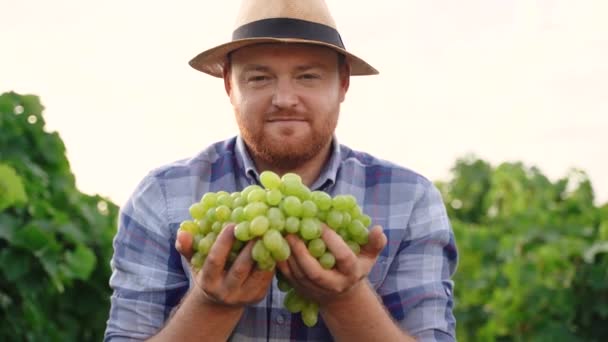 Boeren Oogsten Druiven Wijn Maken Concept Een Man Met Witte — Stockvideo