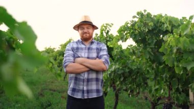 Authentic close up shot of happy male farmer or winemaker is smiling satisfied with results of grape harvesting in vineyard for further high quality wine production. High quality 4k footage
