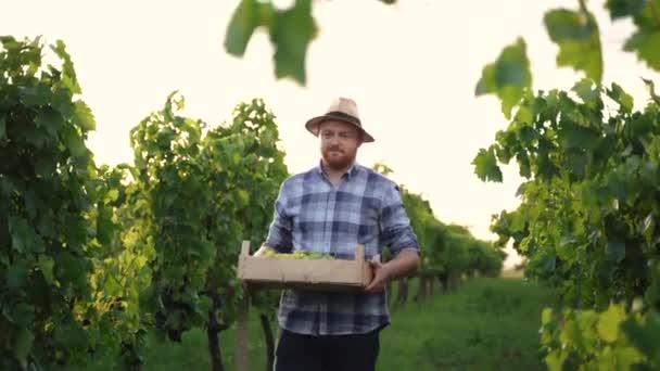 ブドウの箱を持ち ブドウ畑 フロントビュー ビデオ コピースペースを歩いている自信のある農家の男性 高品質4K映像 — ストック動画