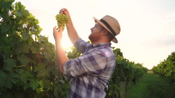 Organiczne Jedzenie Przyroda Dobre Wino Ręcznie Robione Ogrodnictwo Męskie Trzymające — Wideo stockowe