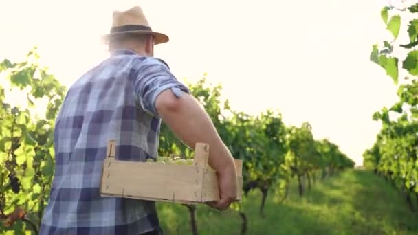 Pewny Siebie Farmer Niosący Pudełko Zebranych Winogron Przechodzący Przez Winnicę — Wideo stockowe