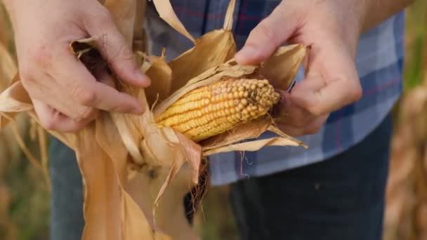 Закрыть Передний Вид Фермеры Руки Открыть Ухо Желтой Спелых Кукурузы — стоковое видео