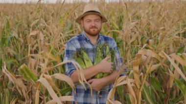 Hasatı sıkıca tutarken mısırdan çıkan genç çiftlik işçisinin ön görüntüsü. Tatmin olmuş bir gülümseme ve tatmin yüzüyle. Hasat zengin. İş tam gaz ilerliyor.