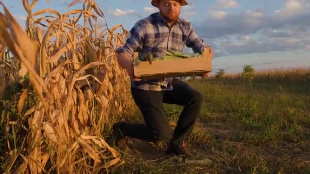 Front View Νεαρός Αγρότης Στέκεται Στο Χωράφι Καλαμποκιού Και Παίρνει — Αρχείο Βίντεο