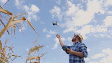 Tarlada dikilen ve mısır tarlasının yanında uçan insansız hava aracını kontrol eden bir çiftçinin arka görüntüsü. Tarım teknolojileri. Artırmak için teknolojik yenilikleri kabul et