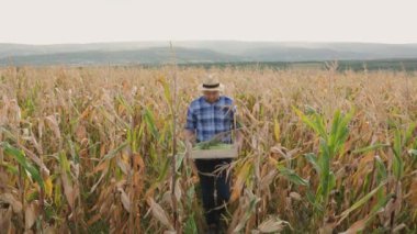 Kamera önünde çiftçi çiftçi genç adam tarlada mısır tarlasıyla dolu bir kutuyla duruyor. Mutlu genç adam hasadını kontrol ediyor. Yüksek kalite 4k görüntü
