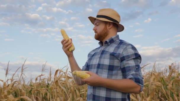 眼前的景象是年轻的男性农民在玉米地里看着玉米 成熟的玉米 他很高兴 丰硕的收成使人快乐 那位年轻工人展示了产品的优良品质 高质量的4K镜头 — 图库视频影像