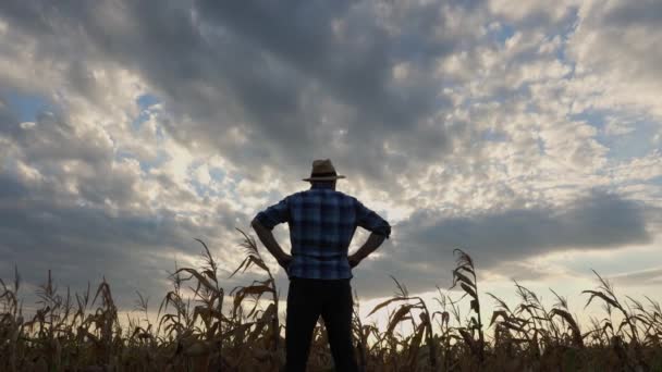 Mısır Tarlasında Duran Bir Çiftçinin Silueti Gün Batımını Dört Gözle — Stok video