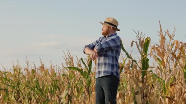 Мужчина Агроном Стоящий Кукурузном Поле Рассматривающий Кукурузные Культуры Высококачественные Кадры — стоковое видео