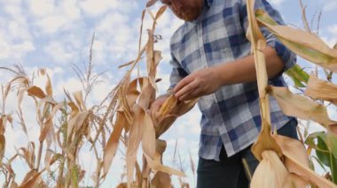 Ön tarafı kapatın çiftçiler sarı olgun mısırdan bir kulak açın. Büyük organik iyi mısır taneleri. Bir adam büyüdüğü tarlada mahsulün kalitesini kontrol eder. Tanınmaz halde. Yüksek