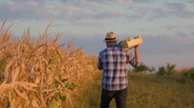 Genç işçi çiftçi mısır tarlasında bir kutu koçanla dolaşıyor. Arkadan bak. Güneş dışarıda pırıl pırıl parlıyor. Yüksek kalite 4k görüntü