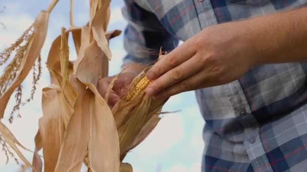 Közelről Gazdák Felnyitják Sárga Érett Kukorica Fülét Nagy Szemek Organikus — Stock videók