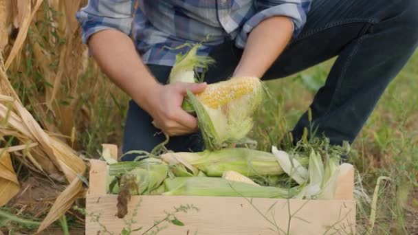 Kukoricatermesztés Földművesek Kukoricamezőn Dolgoznak Mezőgazdaság Kukoricatermesztés Arany Kukorica Növekszik Ökológiai — Stock videók