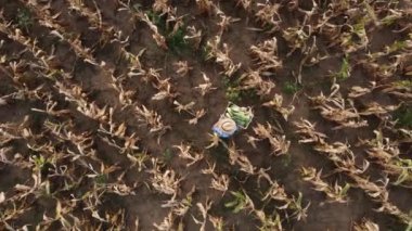 Pek iyi olmayan bir mısır tarlası manzarası. Yeşil mısır sandıklı kuru sarı mısır tarlasında ekolojik tarım yapan bir çiftçi. Çiftlik mısırından tarım ürünleri. Yüksek kalite 4k görüntü