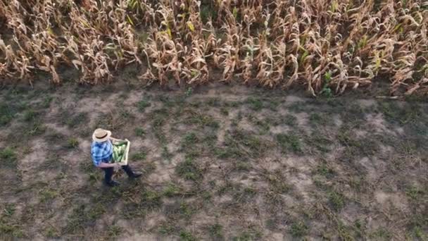 Imagens Aéreas Vista Lateral Com Drone Agricultor Com Caixa Milho — Vídeo de Stock