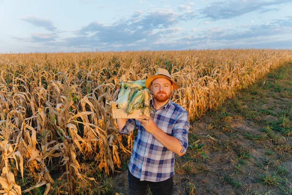 A young man with a box of corn on his shoulder. A young farmer holds a box of corn in his hands. The concept of food, industry, agriculture. High quality photo