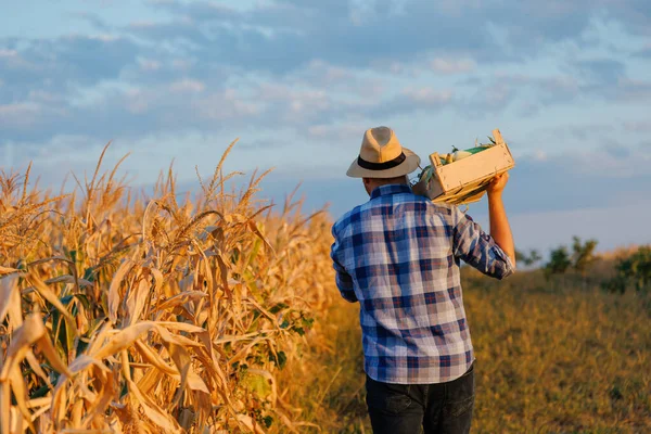 トウモロコシ畑でのバックビューでは 男性農家の農学者は 彼の肩の上に作物と箱を運ぶ 頭上には白い雲が広がる澄んだ空 黄色いトウモロコシの幹が地平線を示しています 認識できない — ストック写真