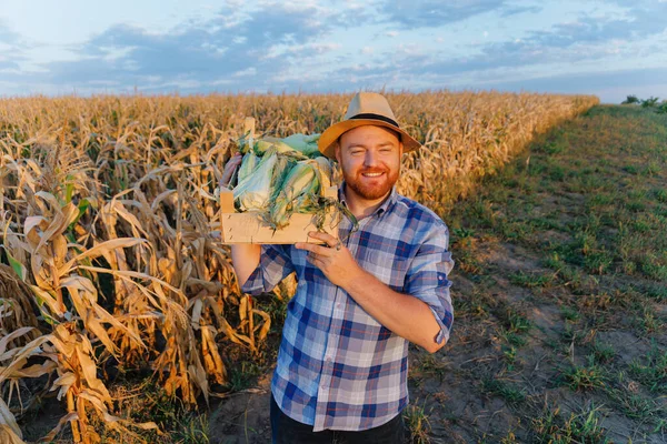 A young man with a box of corn on his shoulder. A young farmer holds a box of corn in his hands. The concept of food, industry, agriculture. High quality photo