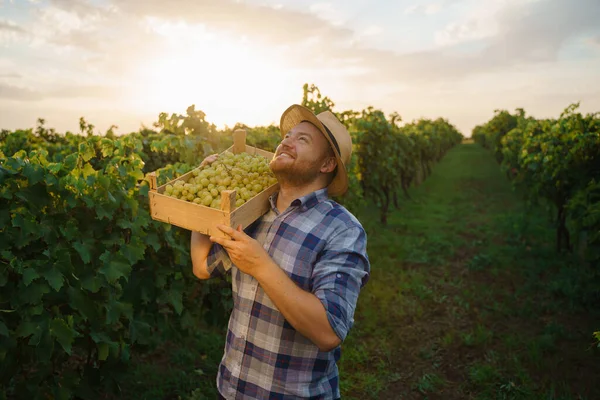 View looking at sky in vineyard young worker man winegrower smile hold box with harvest on shoulder. High quality photo