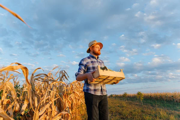 彼の手にトウモロコシの箱を持った若い男 若い農夫は彼の手にトウモロコシの箱を持っている 農業の概念 高品質の写真 — ストック写真