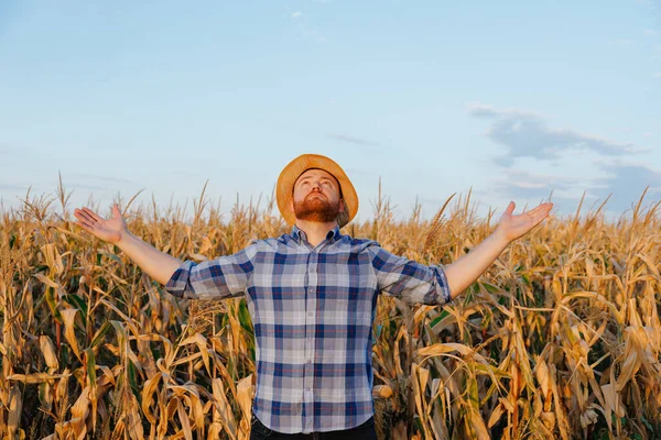 フロントビューの若い農家を見上げ トウモロコシのフィールドに立って手を上げた 背景澄んだ空とトウモロコシ畑 高品質の写真 — ストック写真