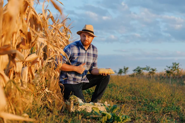 若い農夫はトウモロコシを持っている 彼の農場に有機トウモロコシを表示 そして 最高のために表示するには親指 高品質の写真 — ストック写真