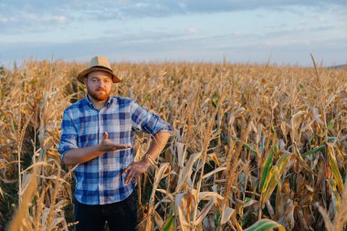 Hasır şapkalı bir mısır tarlasında çiftçi mısır hasadını tarlada gösteriyor. Yüksek kalite fotoğraf