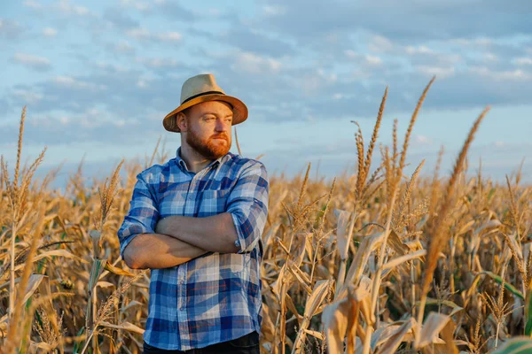 Widok Boku Młodego Rolnika Stojącego Polu Kukurydzy Badającego Uprawy Zachodzie — Zdjęcie stockowe