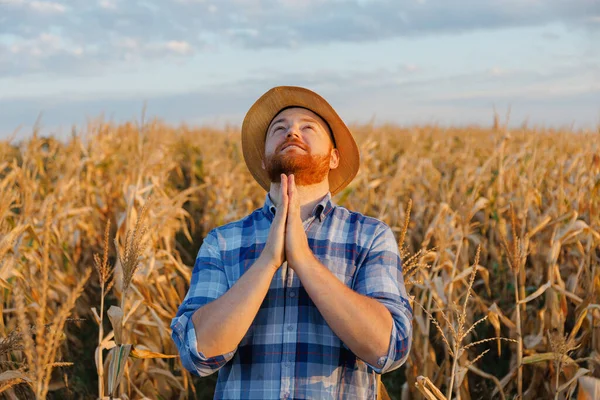 トウモロコシ畑の農夫は良い作物を祈っていた 高品質の写真 — ストック写真