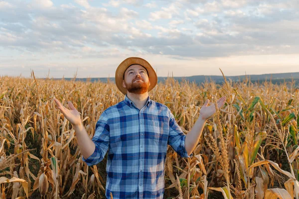 フロントビューの若い農民は トウモロコシの畑に立って手を上げた 高品質の写真 — ストック写真