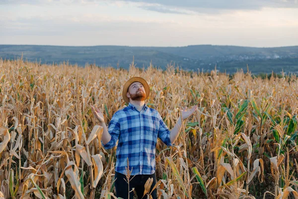 フロントビューでは 若い農家の空を探して トウモロコシのフィールドに立って手を上げた 高品質の写真 — ストック写真